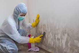 Why You Should Choose Our Mold Remediation Services in Mcgehee, AR